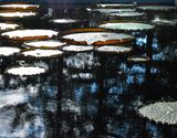 Feuilles de Lotus en contre-jour