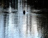 Canard en semi-plonge