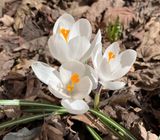 Les Crocus du jardin