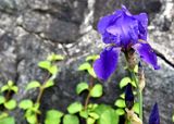 Iris, Parc des Moulins 