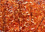Rouge automne