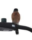 Coopers Hawk