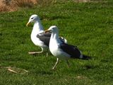 WESTERN GULL