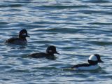 BUFFLEHEAD