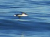 SCRIPPS MURRELET