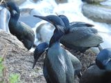 BRANDTS CORMORANT