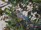 AMERICAN ROBIN