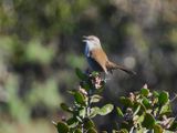 Bewicks Wren