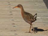 RIDGWAYS RAIL