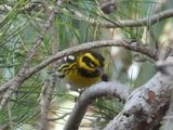 TOWNSENDS WARBLER