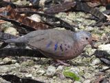 COMMON GROUND DOVE (male)