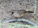 ABERTS TOWHEE