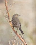 Sage Thrasher