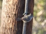 Oak Titmouse