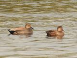 GADWALL
