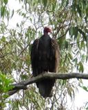 Turkey Vulture