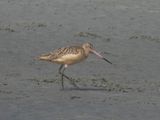 MARBLED GODWIT