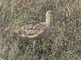 LONG-BILLED CURLEW