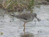 LESSER YELLOWLEGS