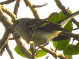CHESTNUT-SIDED WARBLER (female)