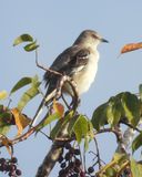 NORTHERN MOCKINGBIRD