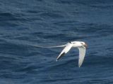 White-tailed Tropicbird (Atlantic)