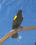 YELLOW-SHOULDERED BLACKBIRD