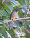 LESSER ANTILLEAN PEWEE