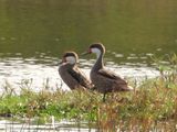 White-cheeked Pintail