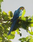 BLUE-AND-YELLOW MACAW