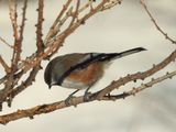 BOREAL CHICKADEE