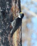 BLACK-BACKED WOODPECKER (male)