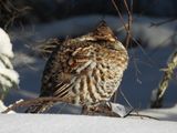 RUFFED GROUSE