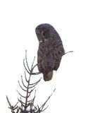 GREAT GRAY OWL