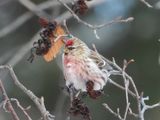 COMMON REDPOLL (male)