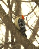 RED-BELLIED WOODPECKER