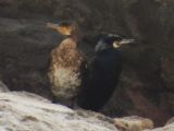 GREAT CORMORANT (pair)