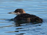 COMMON LOON (basic)