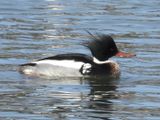 RED-BREASTED MERGANSER