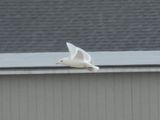 ICELAND GULL (European)