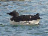 THICK-BILLED MURRE