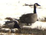 BARNACLE GOOSE with Canada Goose