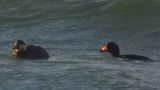 BLACK SCOTER (pair)