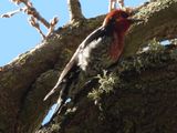 RED-BREASTED SAPSUCKER