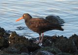 BLACK OYSTERCATCHER