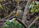 RED-FLANKED BLUETAIL