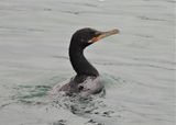 NEOTROPIC CORMORANT