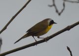 COMMON YELLOWTHROAT