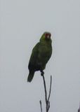 RED-LORED PARROT