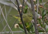 ORANGE-CROWNED WARBLER (lutescens)
